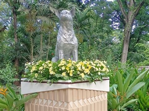 kabaong picture|Kabang, ‘aspin’ that saved 2 girls, honored with statue.